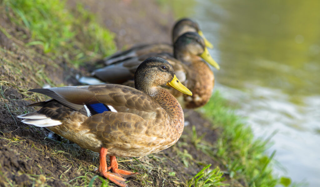 Wild female mallard ducks standing near a riverside