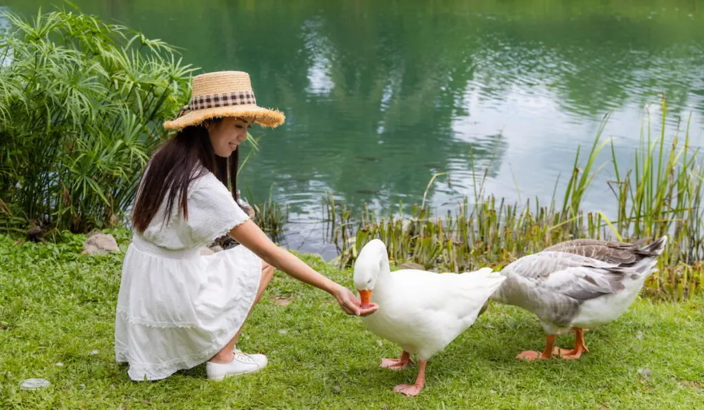 Woman feed the goose
