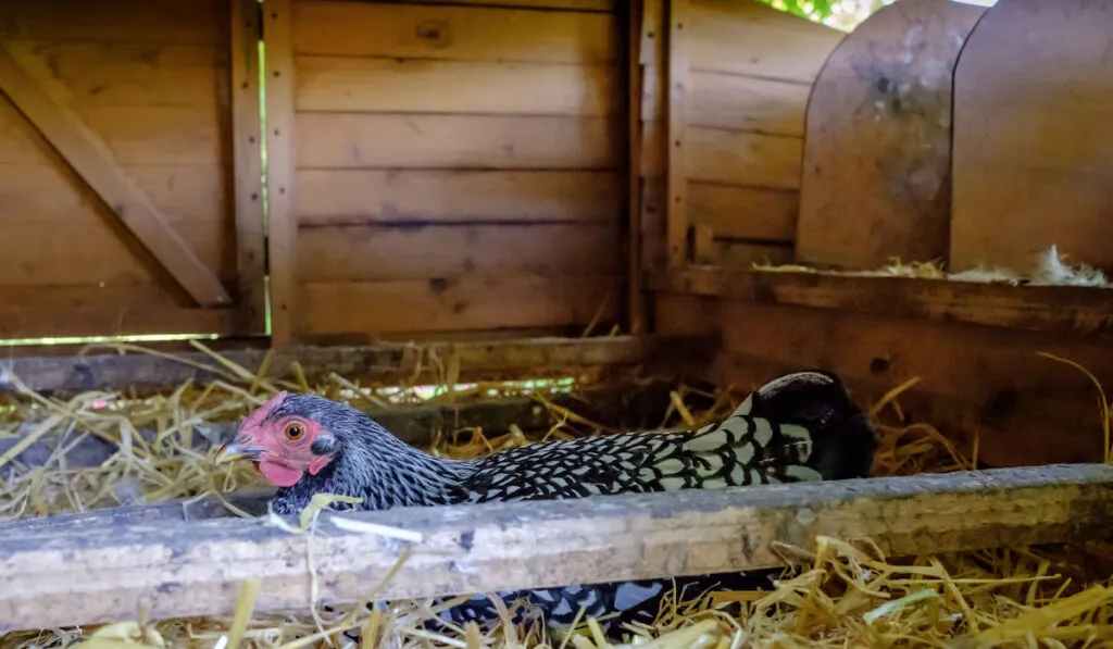 Wyandotte silver-laced hen sitting on eggs in a small wooden chicken coop
