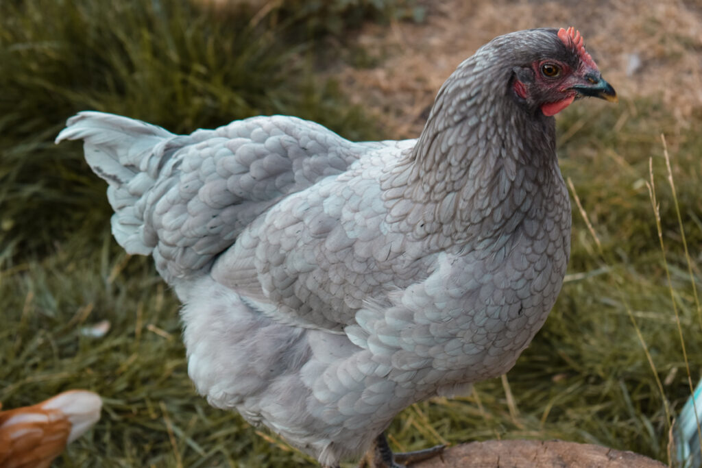 Young Jersey Giant Hen in the farmyard