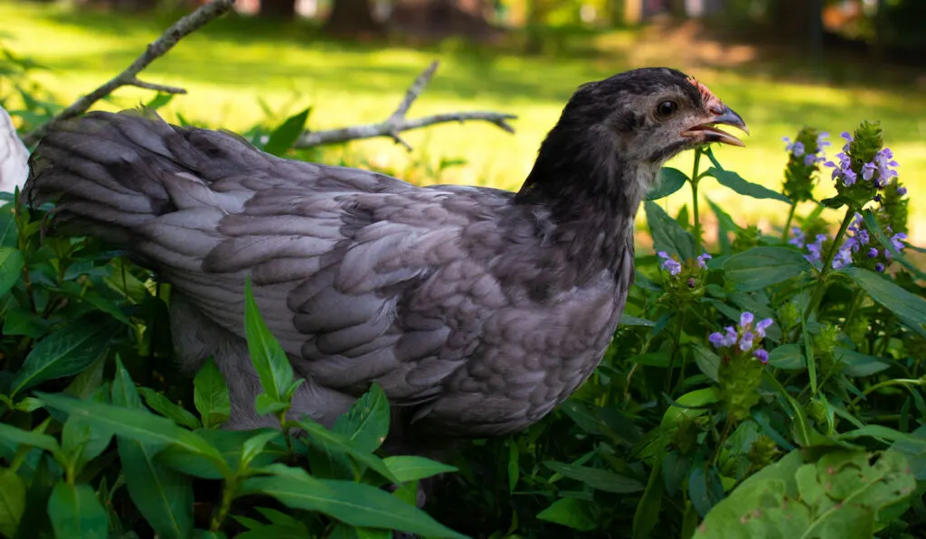 Young Langshan rooster chick on free range on grass field with purple flowers