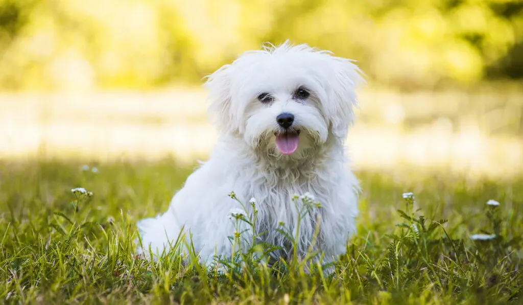 Young maltese dog