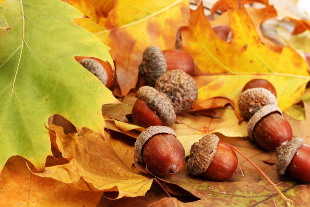 acorns on top of fallen dried oak leaves in autumn