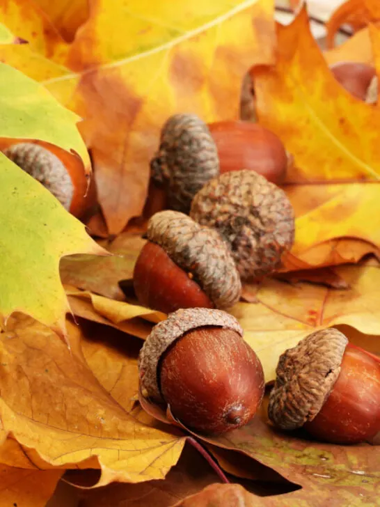 acorns on top of fallen dried oak leaves in autumn