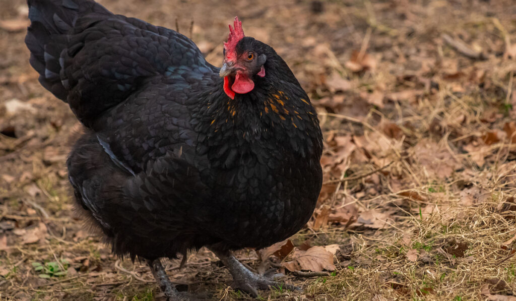 beautiful australorp chicken standing on the garden ground during daytime