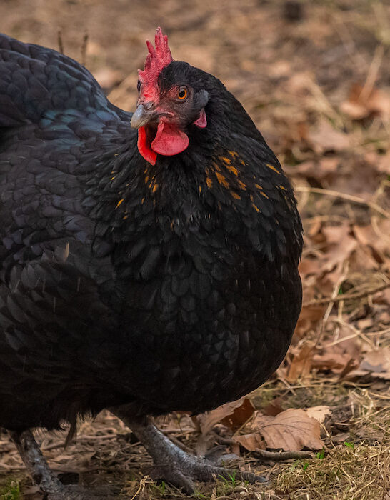 australorp chicken in the fall