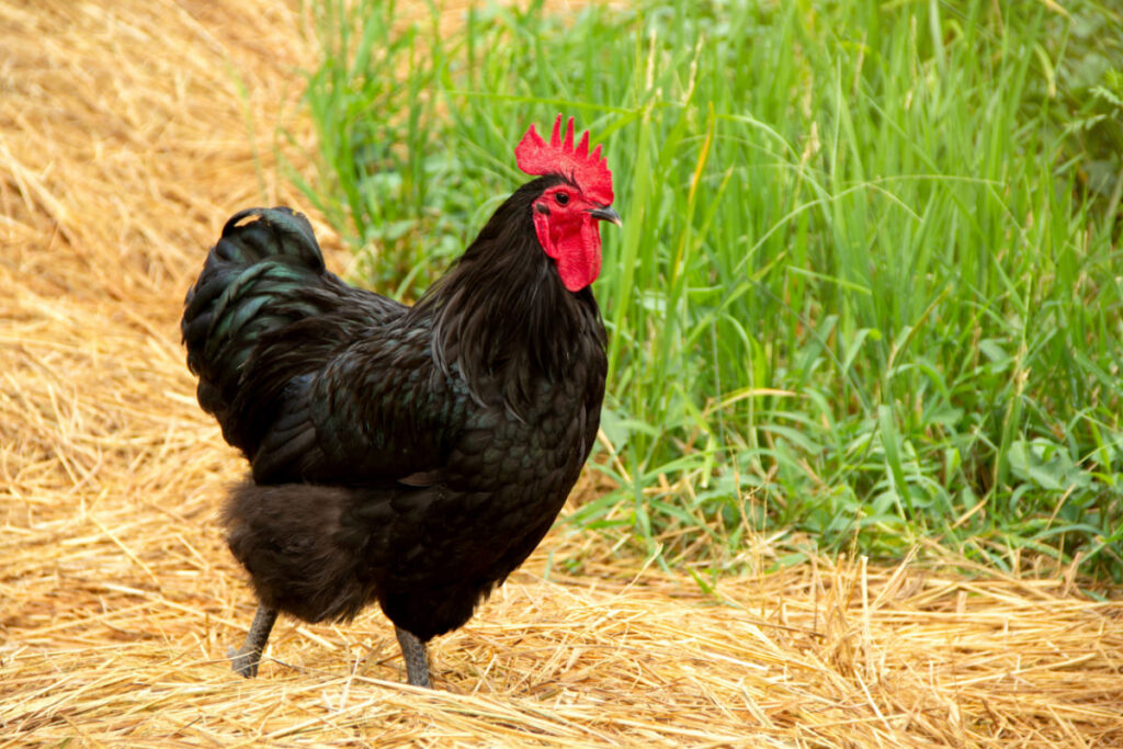 black Australorps chicken walking in hay of straw
