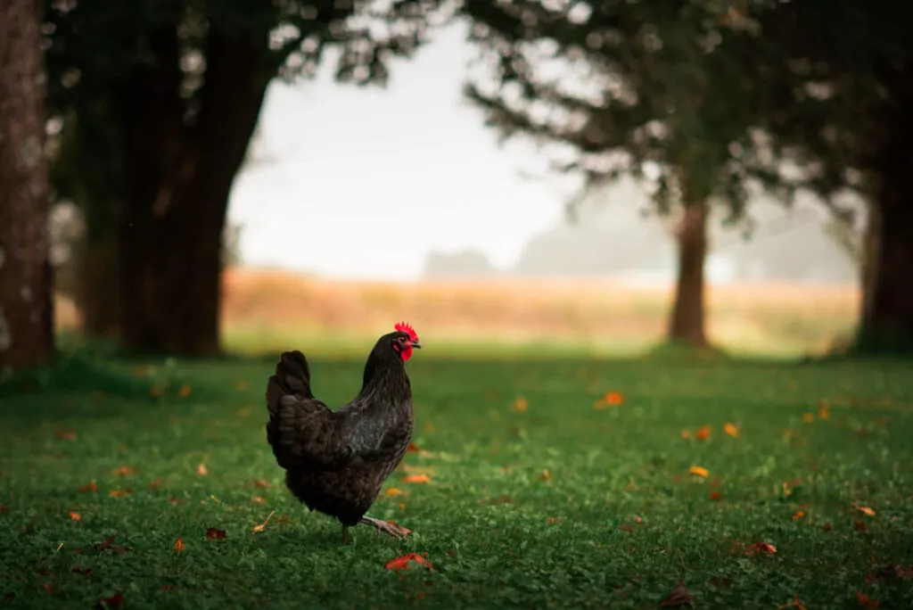 black Australorps chicken wandering outdoors