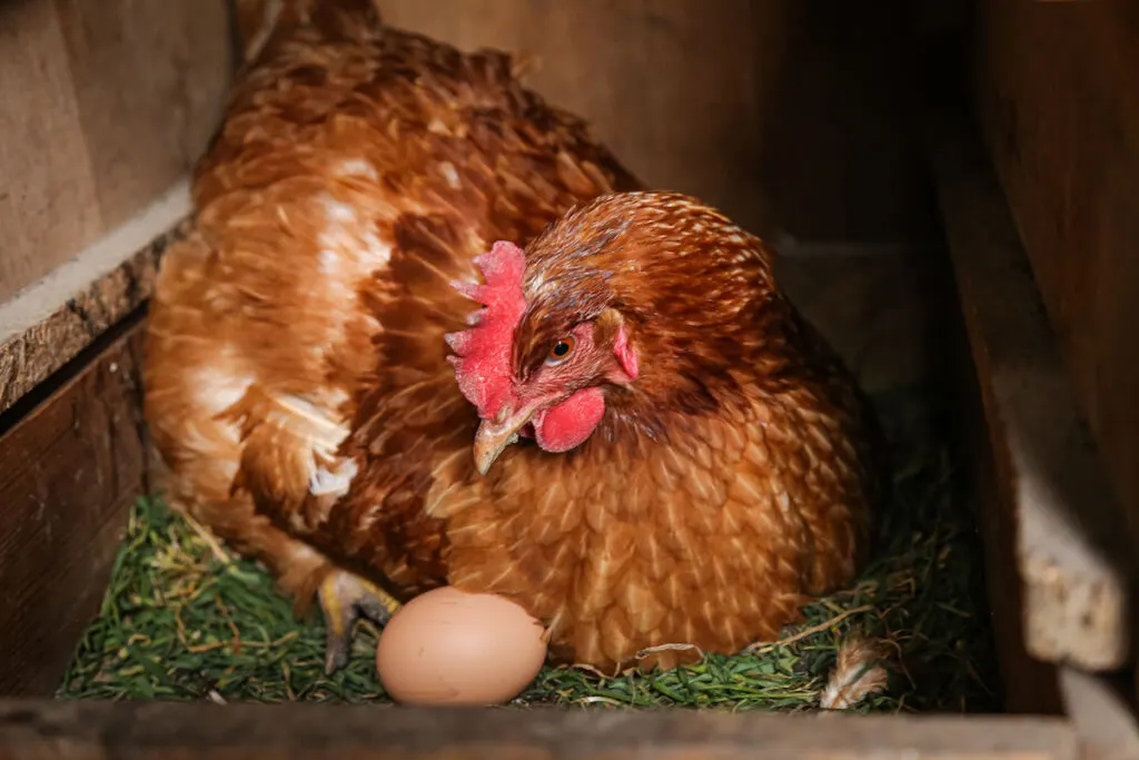 brown hen sitting in nest with egg in chicken coop