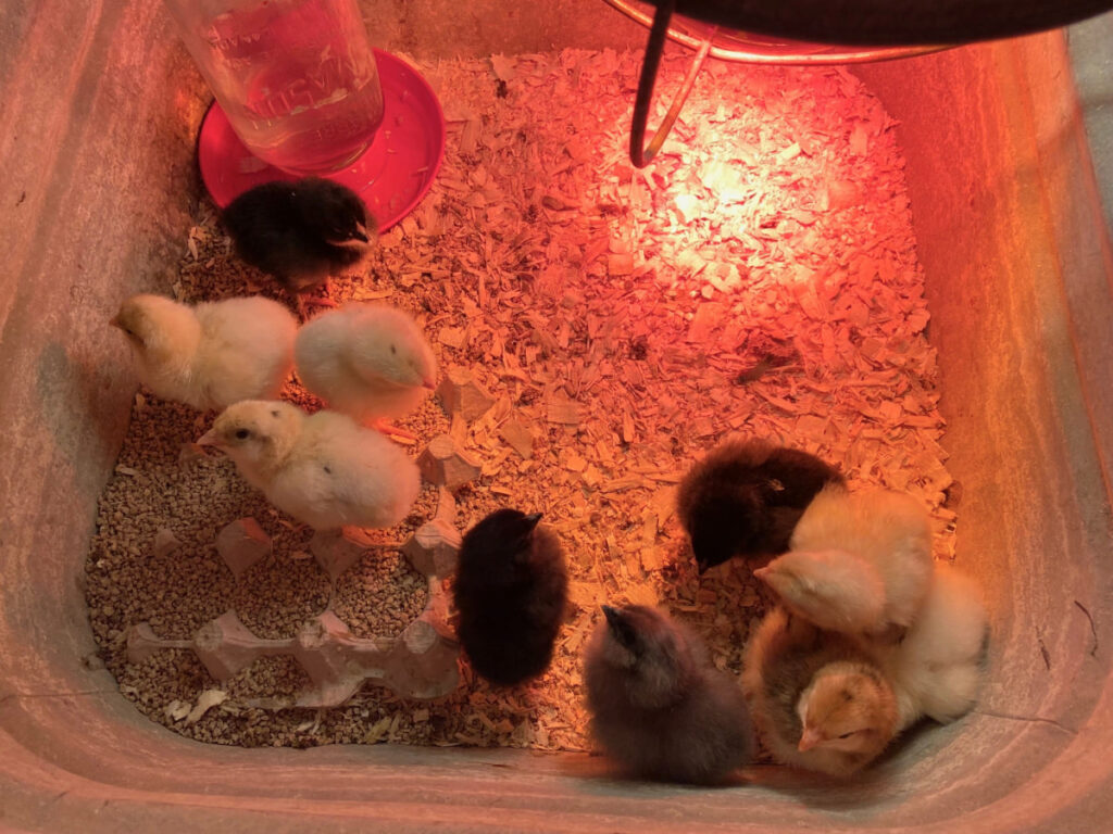 chicks in brooder with lamp 