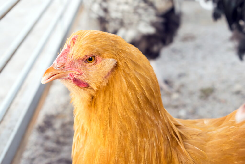 close up image of Buff Orpingtons Chicken Breed