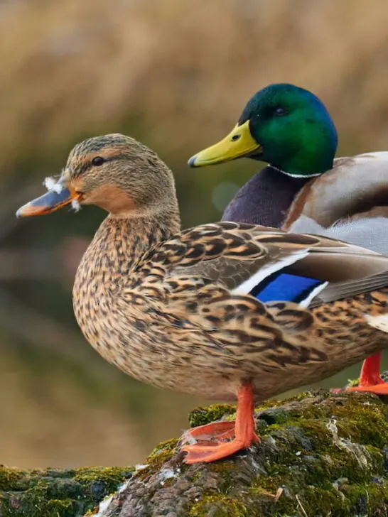 A pair of Mallard ducks - ss230501