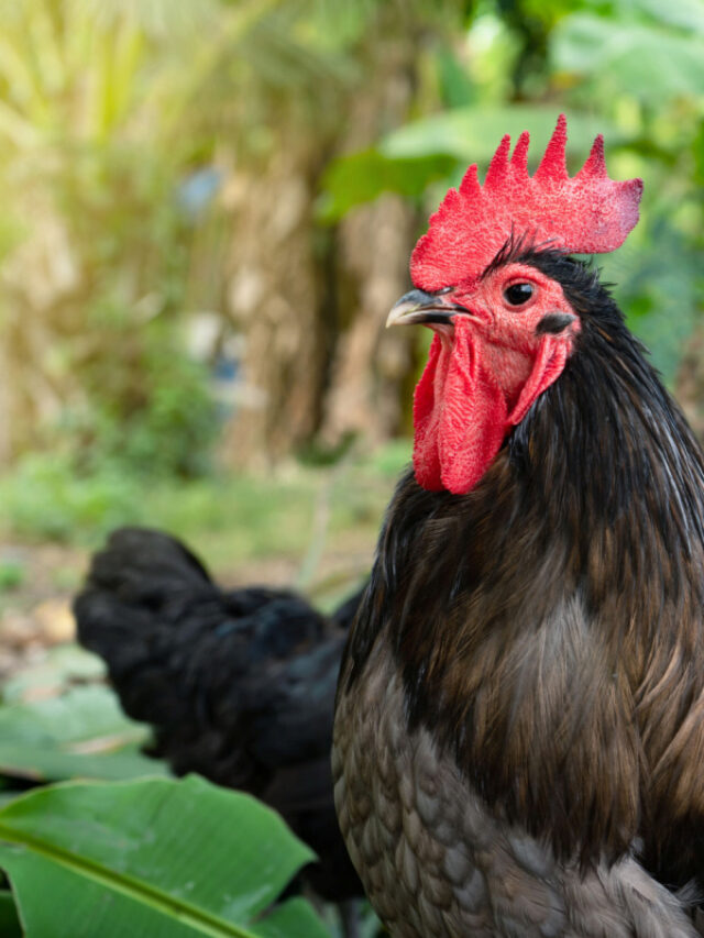 Top 10 Best Rooster Breeds for Your Backyard Flock The Hip Chick