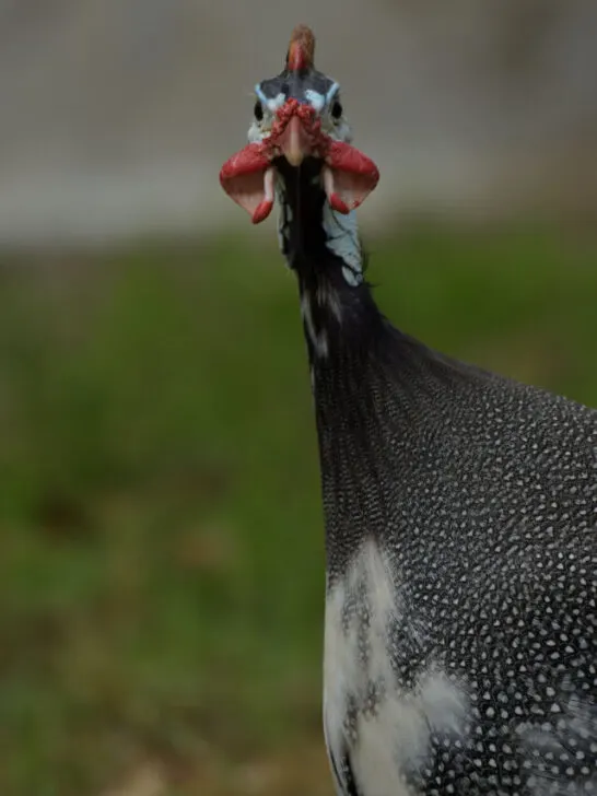 Curious hard-humped crest guinea fowl - ss230509