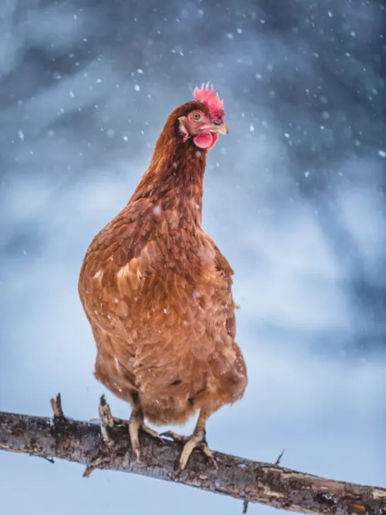Free Range Domestic Rustic Eggs Chicken on a Wood Branch Outside during Winter Storm - ss230509