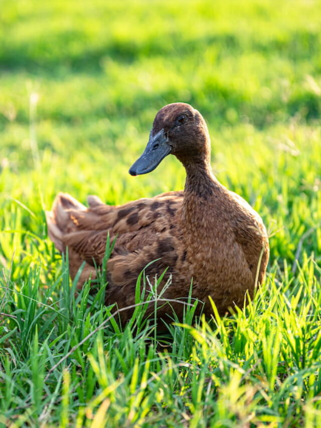 Quietest Duck Breeds The Hip Chick