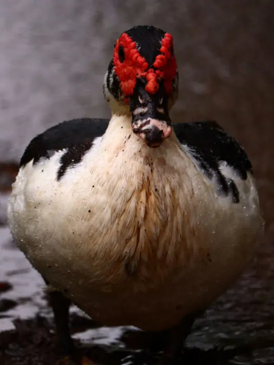 Muscovy duck walking outside on the rainy weather - ss230509