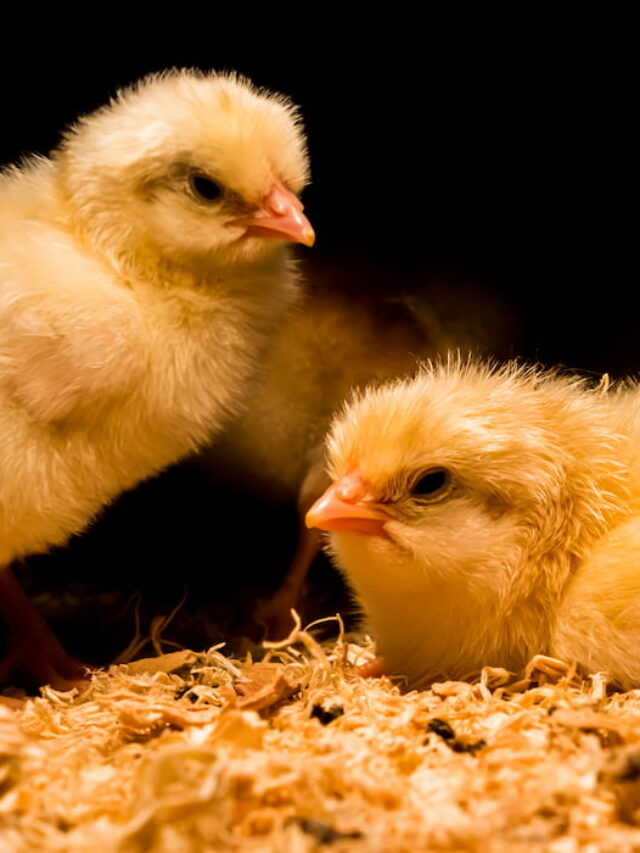 How Warm Do Chicks Need To Be? The Hip Chick