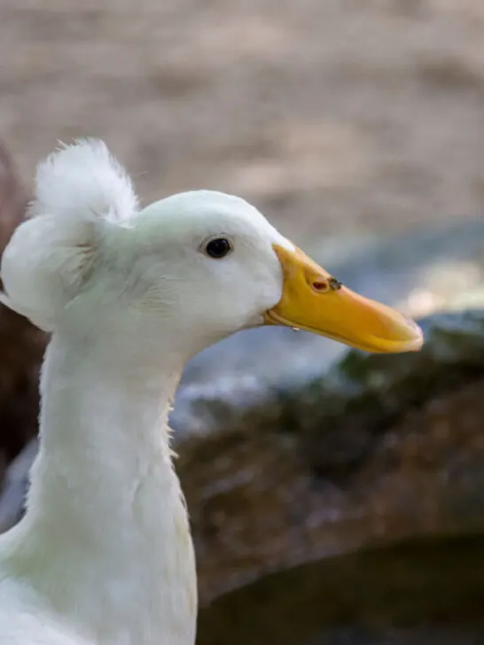 White crested duck looking afar