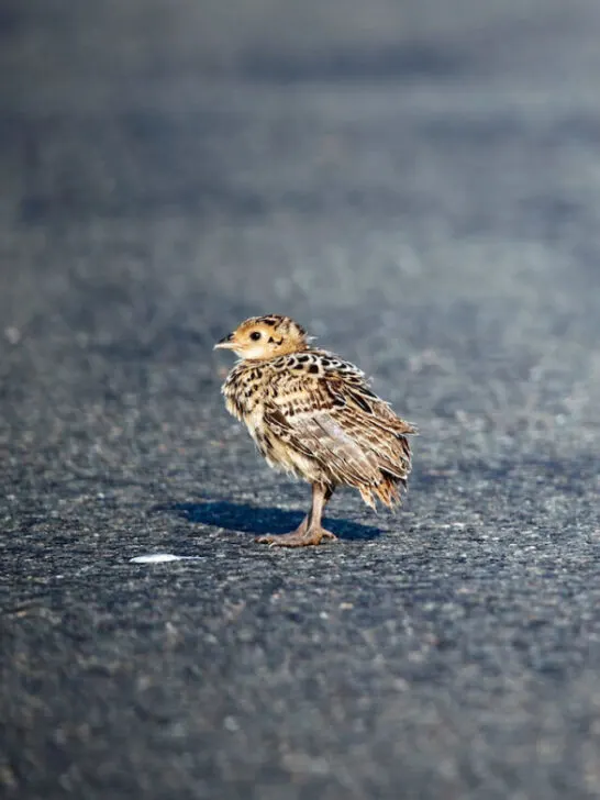 Young pheasant chick standing in the middle of the road - ss230527