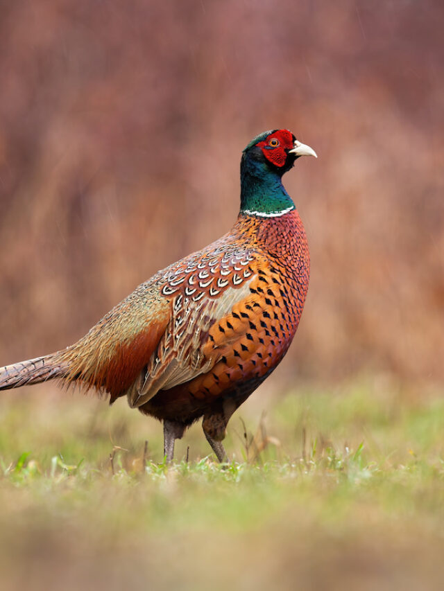 Can Ducks and Pheasants Live Together The Hip Chick