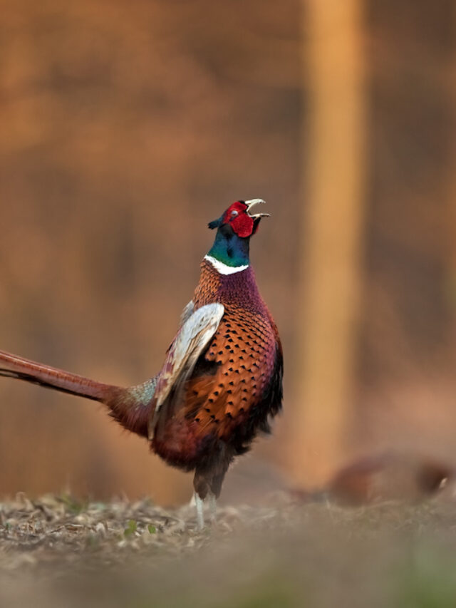 Do Pheasants Crow & 7 Other Fun Pheasant Facts