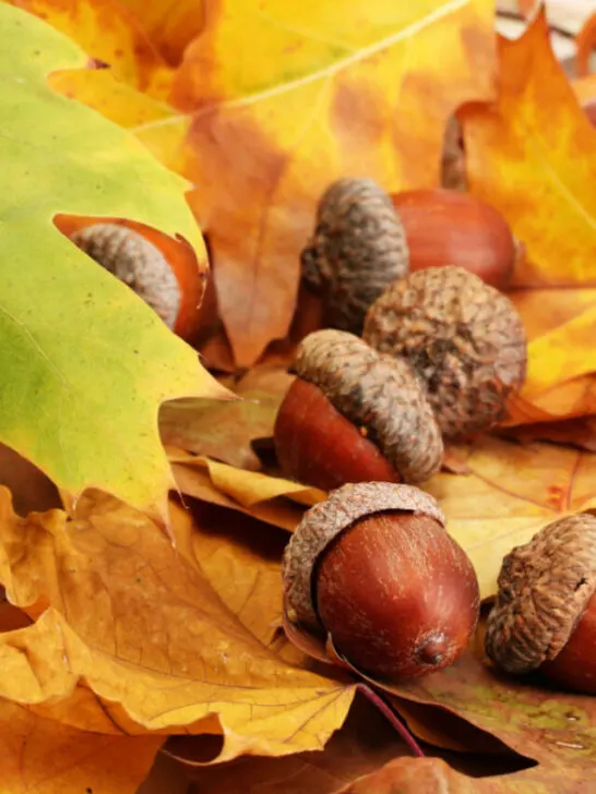 acorns on top of fallen dried oak leaves in autumn