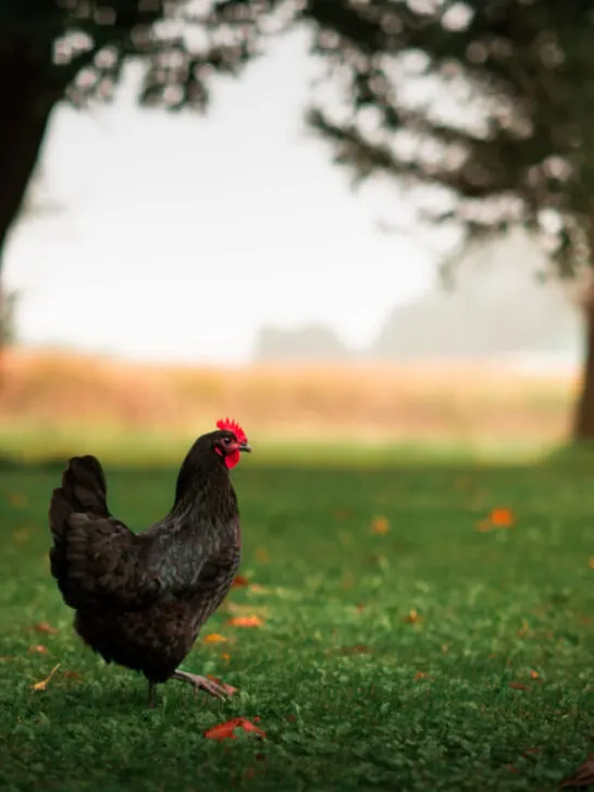 black Australorps chicken wandering outdoors