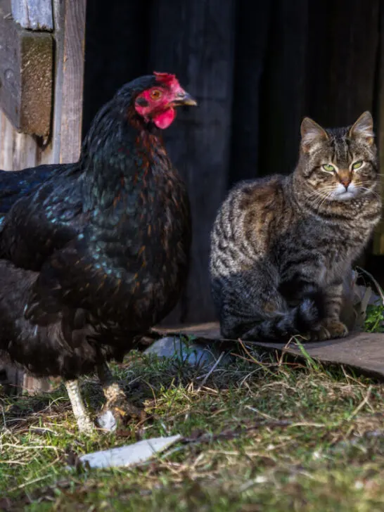 cats in the chicken farm - ss230507