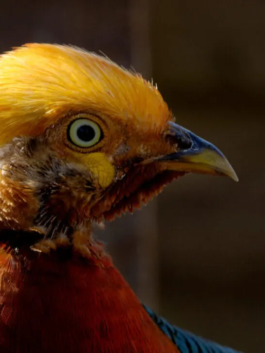 closeup of a golden pheasant