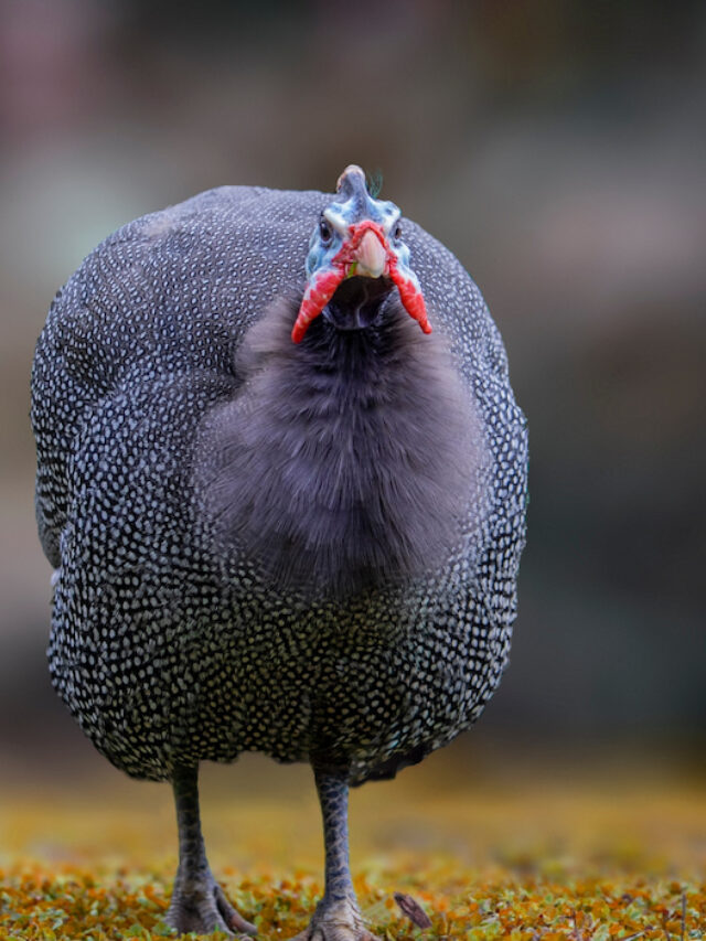 Why Guinea Fowl Love Ticks (and 7 Other Bugs They Eat) The Hip Chick