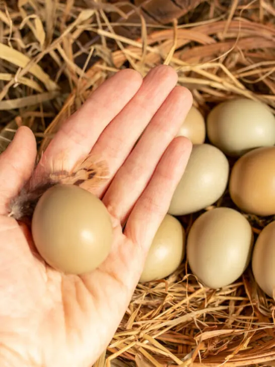 holding a pheasant egg on hand - ss230512