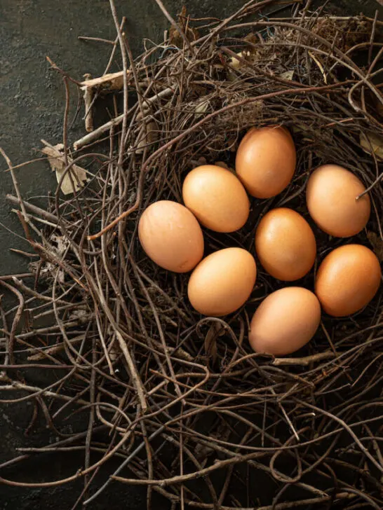organic chicken eggs in nest on dark stone background - ss230509