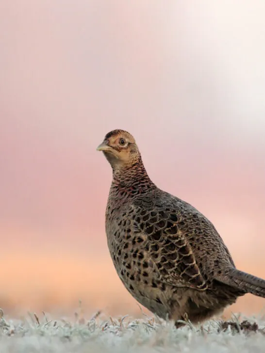 pheasant in the open