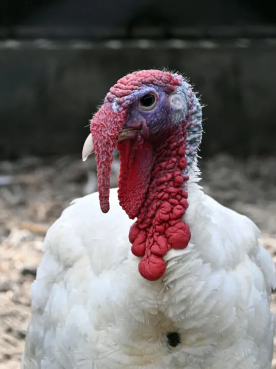 white turkey in the heat of the transition season - ss230508