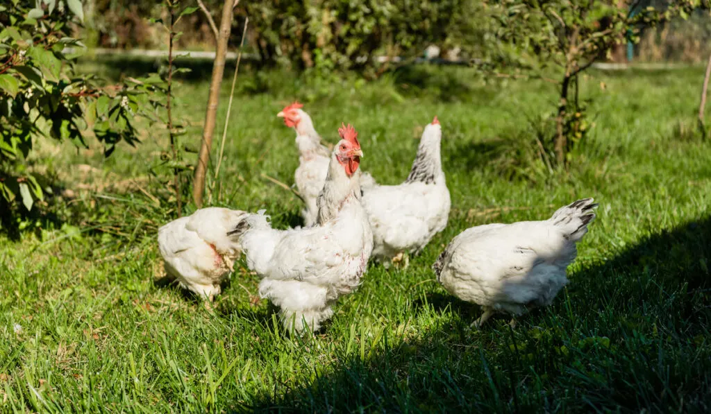 flock of adorable white chickens walking on grassy meadow at farm