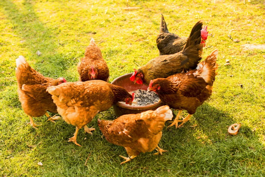 flock of chicken eating in a chicken bowl outdoors