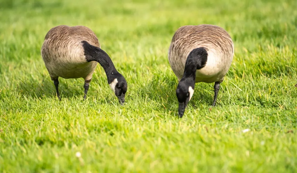 geese eating grass 