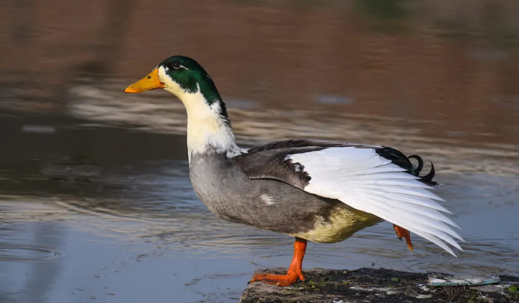 magpie duck 