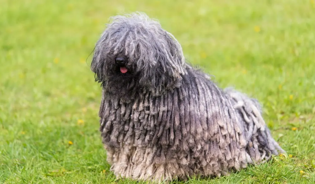 puli dog in the green park 