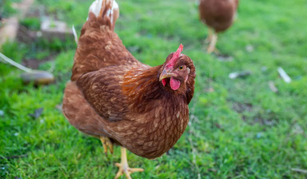 red star chicken outdoors in green grass in Adelaide South Australia