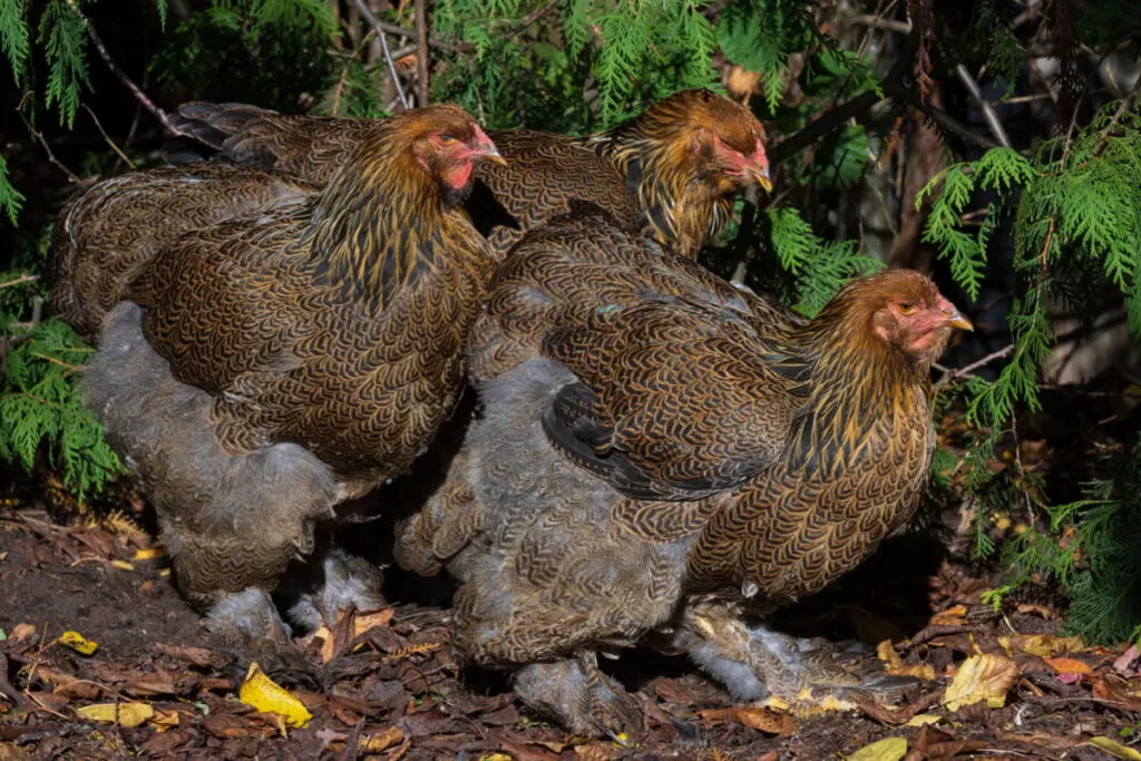 three brown Brahmas chicken near the plants