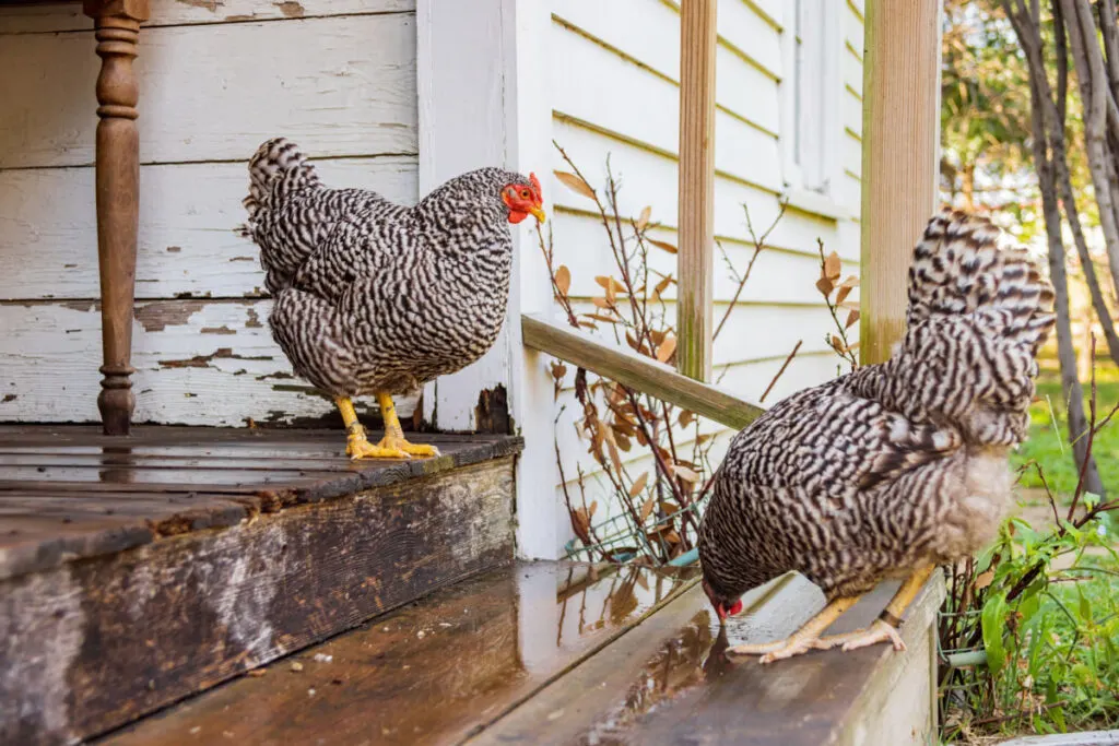 two Plymouth Rock chickens on the step of the stairs 