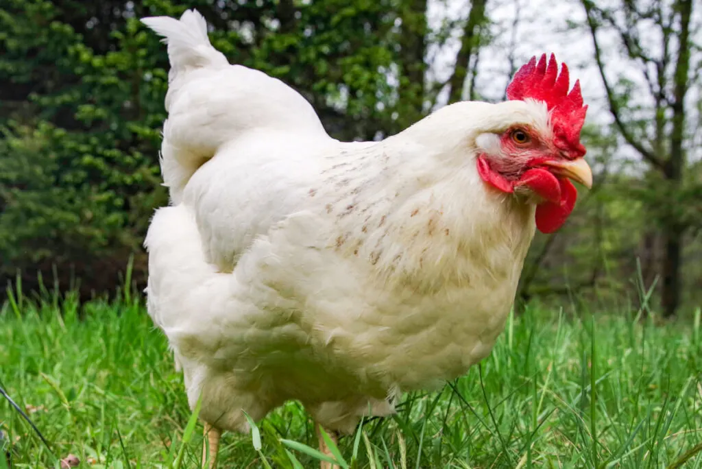 white Delaware chicken standing on the grass