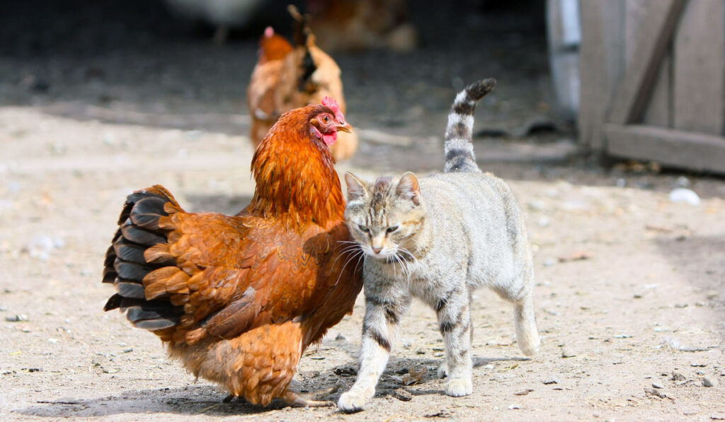 A hen and gray cat in the farmyard