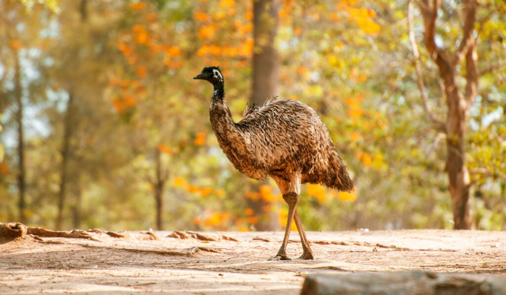 Australian Emu outdoors 