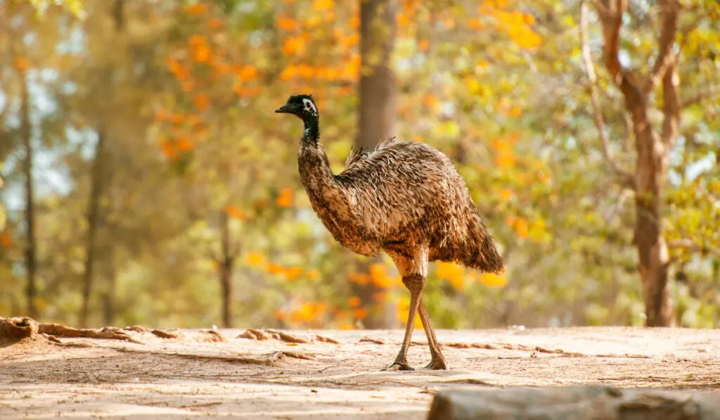 Australian Emu outdoors 