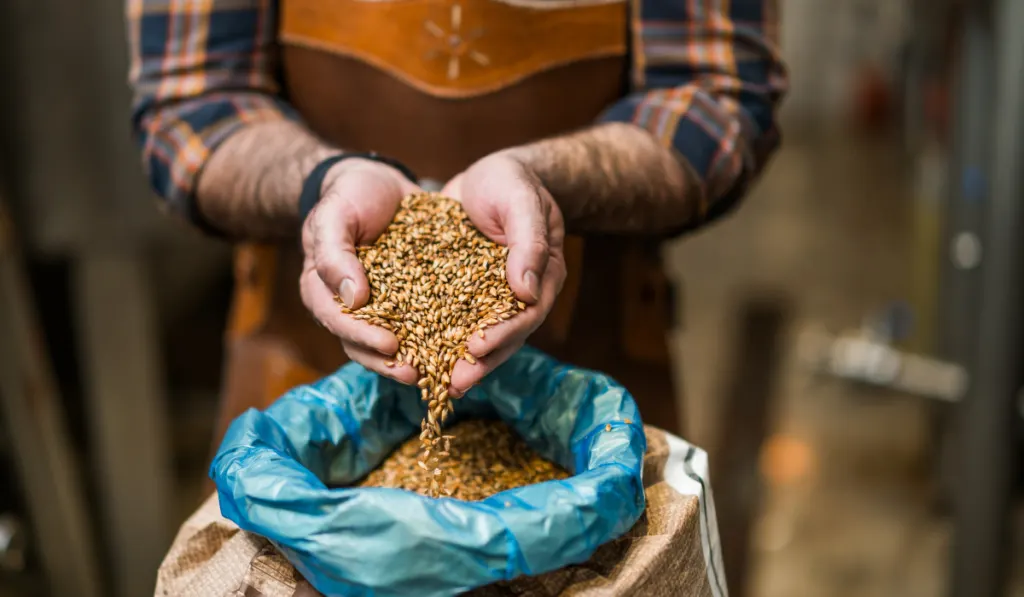 Barley seeds in brewery