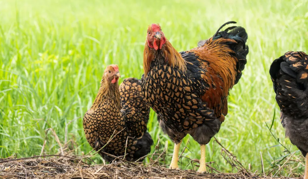 Black yellow laced Wyandotte young chicken in farming garden