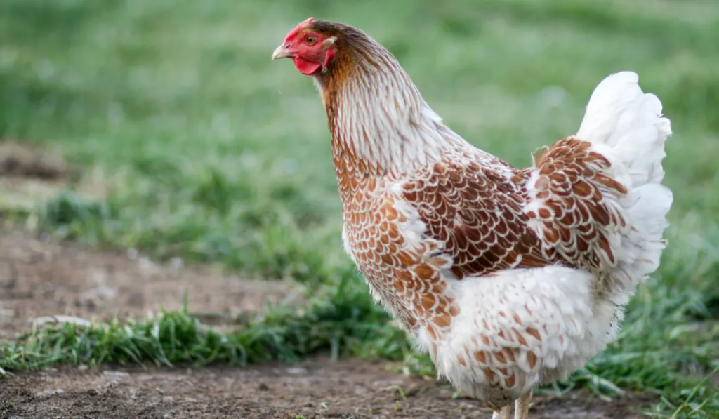 Blue Laced Red Wyandotte